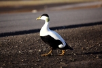 Mail eider duck 1932