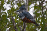 Giant Kingfisher portfolio
