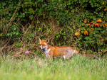 Red Fox