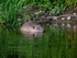 Eurasian Beaver
