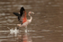 American Flamingo lands on lake, Floreana, Galapagos