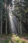 Woodland Sunrise 2