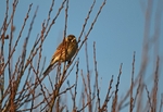 Reed Bunting