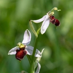 Bee Orchid Variation (Ophrys apifera var fulvofusca). 