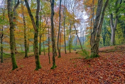 #4  First Light In Donadea Forest
