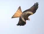 Red Kite