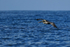 Brown Pelican gliding low over sea, Costa Rica