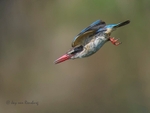 Brown-hooded dive