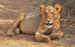 Samburu national park (Kenya 2009) portfolio