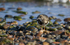 Turnstone, Chanonry Point, Moray Firth, Scotland
