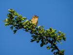 Chiffchaff