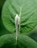 "New Leaf on Life"