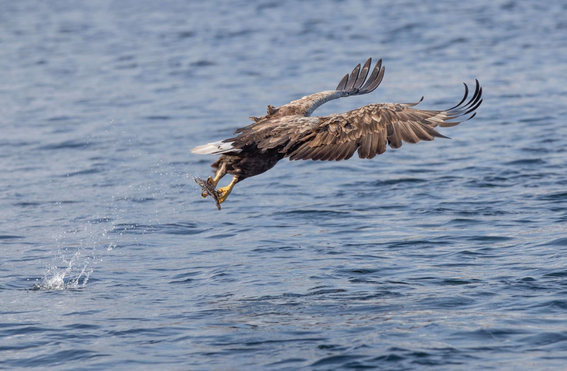 White Tailed Eagle - Isle of Mull - Scotland
