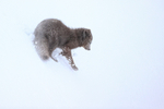 Arctic Fox slides down slope, Hornstrandir, Iceland