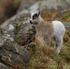 WELSH MOUNTAIN GOATS