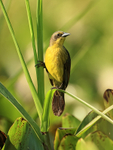 Unicolored Blackbird (female), Corixo Negro, Mato Grosso, Brazil