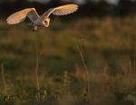 BARN OWL 10