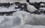Snowy Sheathbill