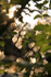 Frenchay wild flowers FR _018