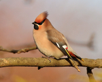 Waxwing perched in a tree at Bletchley