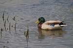 Mallard