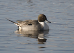 Pintail