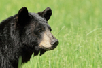 Black Bear profile, Minnesota, USA