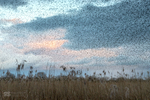 Starlings murmuration, Shapwick