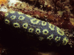 Botryllus schlosseri