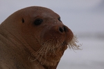Bearded seal 1479