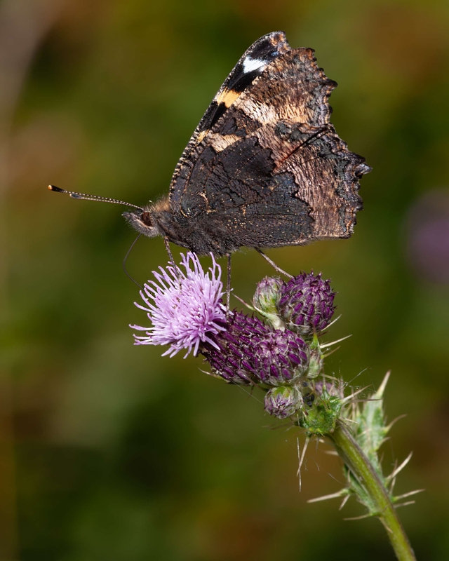 Small Tortoiseshell - Dee Estuary