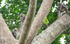 Mandrills