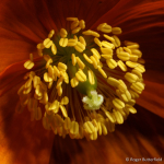 Welsh Poppy (04)