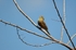 Ortolan