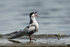 Whiskered Tern