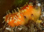 Megatrema anglicum