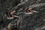 Peruvian Pelicans flying, Chanaral Island, Chile