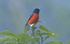Scarlet Minivet