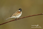 Reed Bunting M 100315 34a