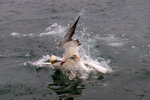Gannets 6