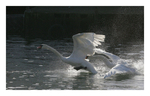Swans Mating