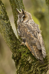 LONG EARED OWL