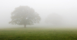 Tree in mist