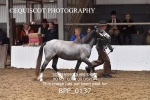 BPP_0137