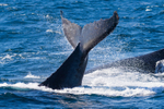 Humpback fluke 0A3A6535