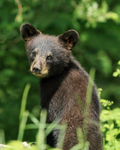 Black Bear cub portrait, Minnesota, USA