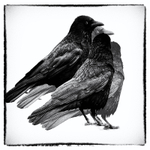 Crows