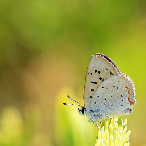 Lycaena epixanthe bog copper