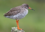 Redshank
