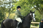 S33 - Working Hunter & Working Show Horse portfolio